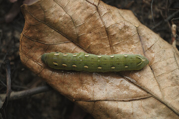 Subtribe Choerocampina a member of Macroglossine Sphinx Moths Subfamily Macroglossinae close up