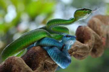 Potrait Blue insularis and Trimeresurus albolabris closeup on branch, Indonesian viper snake closeup, 15 September 2024 Indonesia