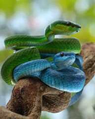 Potrait Blue insularis and Trimeresurus albolabris closeup on branch, Indonesian viper snake closeup, 15 September 2024 Indonesia