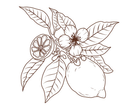 recommend clip art: Lemon fruit line art. Slice of citrus orange branch sketch. Hand drawn limes doodle. Vector black outline illustration