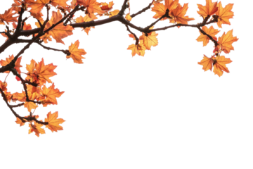 Maple tree branch in autumn on corner border, isolated on transparent background