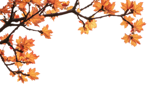 Maple tree branch in autumn on corner border, isolated on transparent background