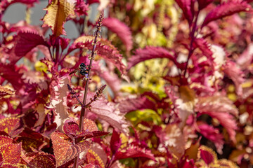 bee on red and yellow leaves