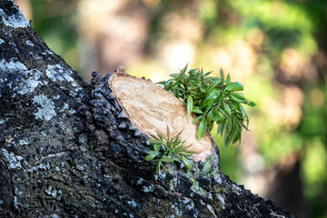 Tree branch sawn off and sprouting new green shoots