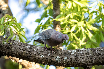 Largest wild pigeon in South America