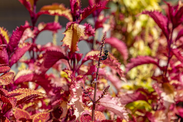 bee with red foliage background