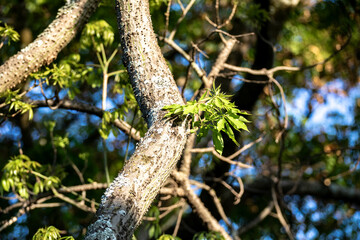 Tree branch sawn off and sprouting new green shoots