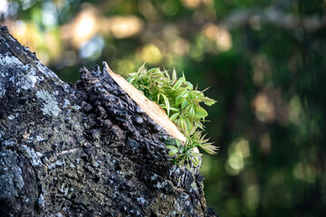 Tree branch sawn off and sprouting new green shoots