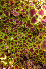 red and green leaves