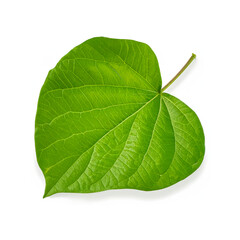 green leaf isolated on white