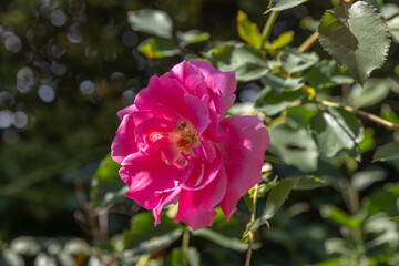 pink rose flower