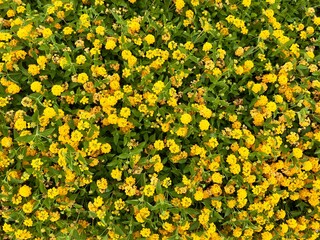 an overhead view of a beautiful backyard garden reveals vibrant yellow blooming flowers surrounded...