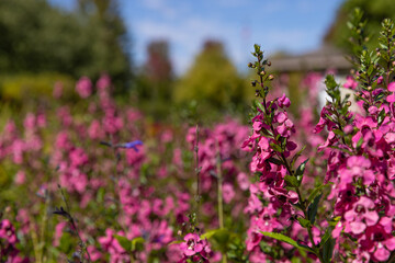 field of flowers