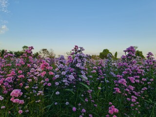 A flower field in the region