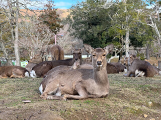 奈良公園の鹿