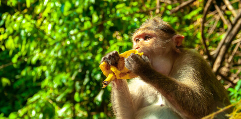 A monkey eats a banana on the street in Thailand. Cheeky macaque in the city area. Wildlife scene with wild animals.