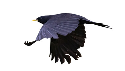 yellow-billed chough in flight on white background