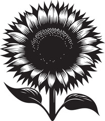 Sunflower silhouette on white background