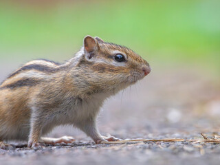Chipmunk, profile portrait close-up outdoors