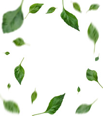 Fototapeta premium Leaves fall carried by the wind