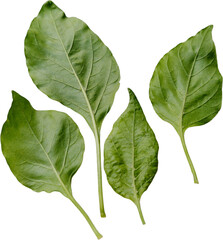 Obraz premium Fresh Green Chili Leaves Isolated on White Background