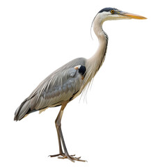 Fototapeta premium A great blue heron standing gracefully with its long legs extended near the water during bright daylight hours