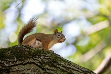 American red squirrel ((Tamiasciurus hudsonicus) known as the pine squirrel, North American red squirrel and chickaree.