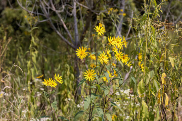 Obraz premium Woodland sunflower (Helianthus divaricatus) known as rough sunflower or rough woodland sunflower, is a North American species