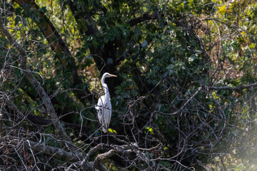 The great egret (Ardea alba). This bird also known as the common egret, large egret, or  great...
