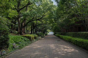 Ueno Park, is one of Japan's five oldest public parks. It's best known for Ueno Zoo, many museums, and spectacular cherry blossoms in the spring in Tokyo, Japan