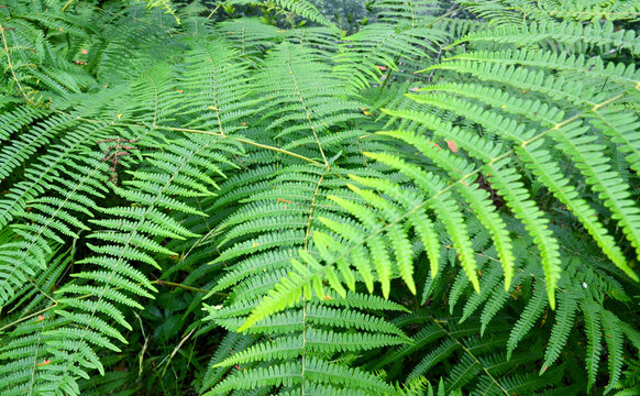 Pteridium aquilinum fern or bracken green leaves in the forest of Tenerife,Canary Islands,Spain.
