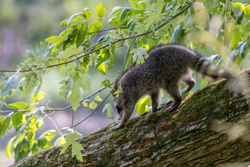 Young raccoon ( Procyon lotor) in the park