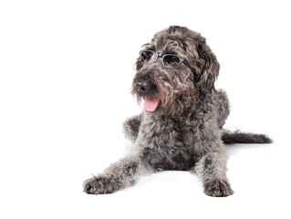 Large smart dog lying wearing eyeglasses. Front view of gray puppy dog looking at something. Pet themed education background,  student, learning or eyesight. Gray female Labradoodle. Selective focus.