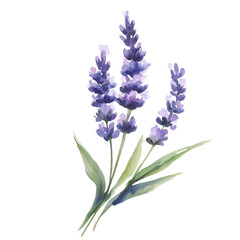Fototapeta premium A beautiful watercolor illustration of lavender flowers, showcasing their delicate purple hue and slender green leaves., isolated on a transparent background.