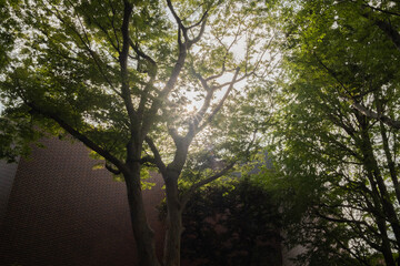Ueno Park, is one of Japan's five oldest public parks. It's best known for Ueno Zoo, many museums, and spectacular cherry blossoms in the spring in Tokyo, Japan