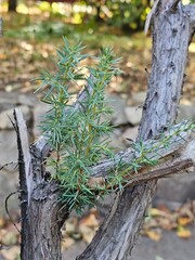 tree in the forest