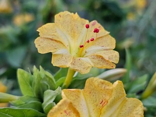 flowers close up