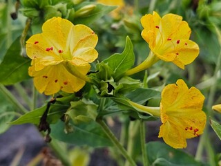 yellow flowers in the garden