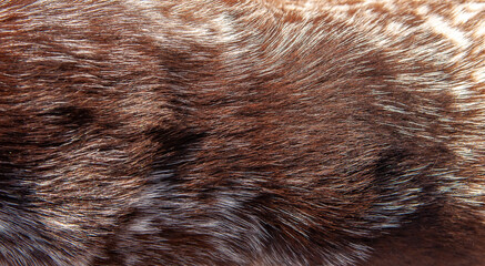 Beautiful spotted fur close-up. Texture of brown animal wool. Dog fur.