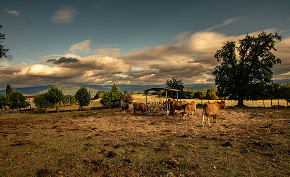 Cattle farm with large expanse of dry grass pastures due to summer drought