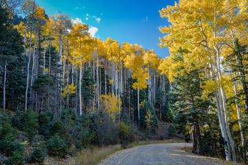 Autumn Splendor in Angel Fire, New Mexico