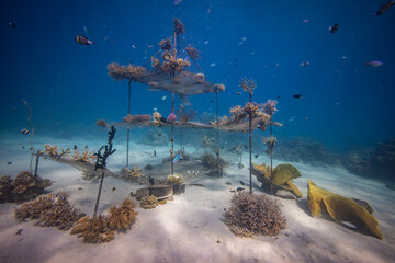 Coral Nursery - Marine conservation project planting corals