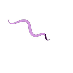 Traponema Palladium Bacteria 