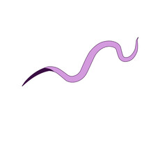 Traponema Palladium Bacteria 