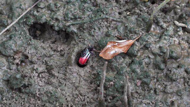 The little fiddler crab has red claws are feeding near their habitat holes on the muddy ground in that area located in the mangrove ecosystem of Samut Songkhram Thailand.
