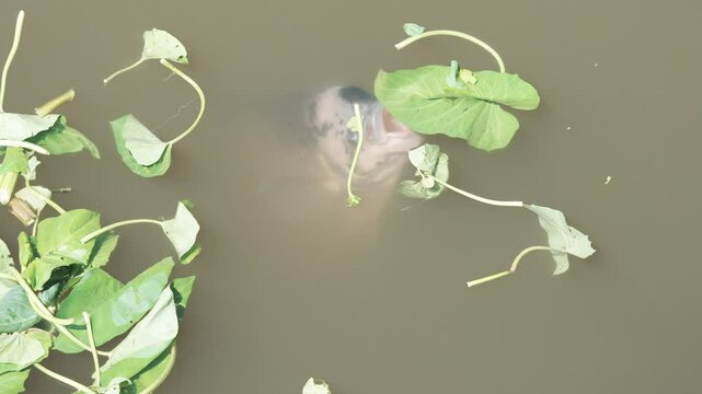 Giant Gourami - Osphronemus goramy raised in a pond. Fish underwater come up to eat morning glory leaves floating on the surface.