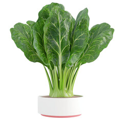Fresh, vibrant leafy greens in a modern white pot, perfect for healthy living and culinary inspiration., isolated on a transparent background.