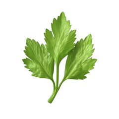 Fresh green celery leaf showcasing vibrant color and texture, perfect for culinary decoration and healthy recipes., isolated on a transparent background.