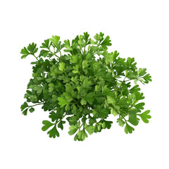 Obraz premium Vibrant green herb with lush leaves, perfect for culinary use and enhancing dishes with fresh flavors., isolated on a transparent background.