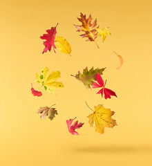 Beautiful bright colorful autumn  leaves falling in the air isolated on yellow background. Zero gravity or levitation autumn conception. High resolution image.